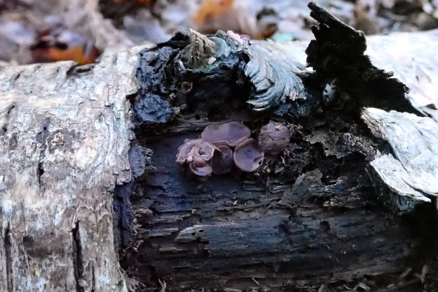 Photo by Penny Cullington Ascocoryne cylichnium by Penny Cullington